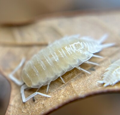 10ct Porcellionides pruinosus &quot;Whiteout&quot;