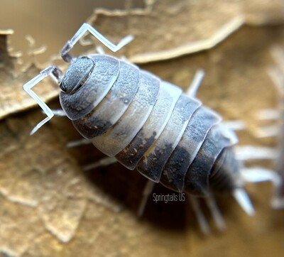 10ct Oreo Crumble Isopods (Porcellionides pruinosus)