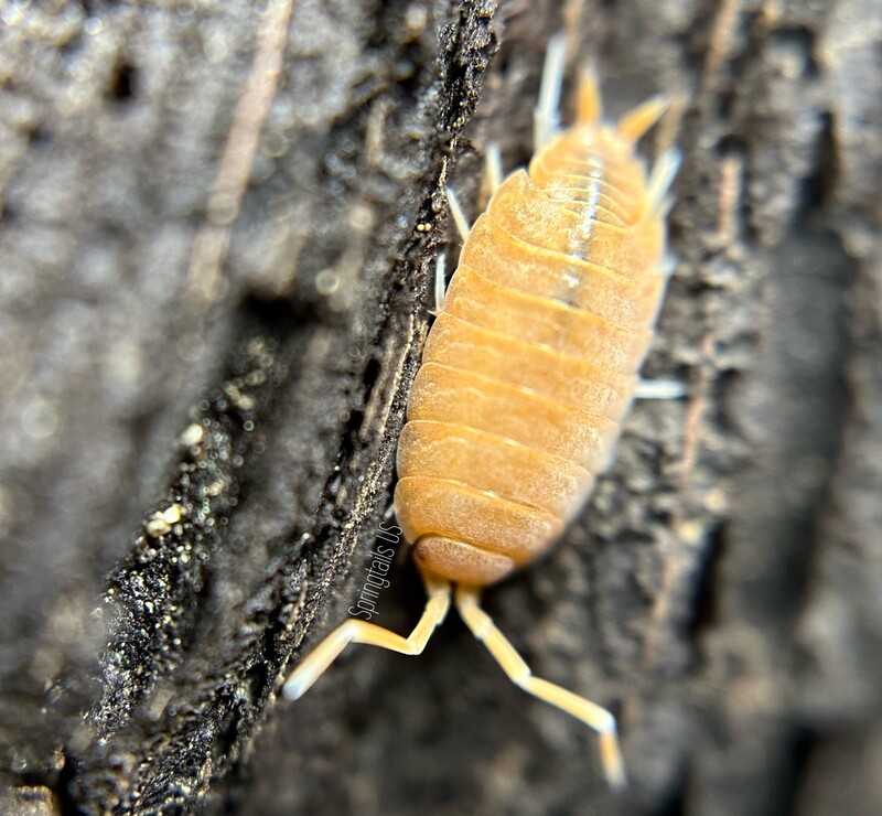 10ct Powder Orange Isopods (Porcellionides pruinosus)