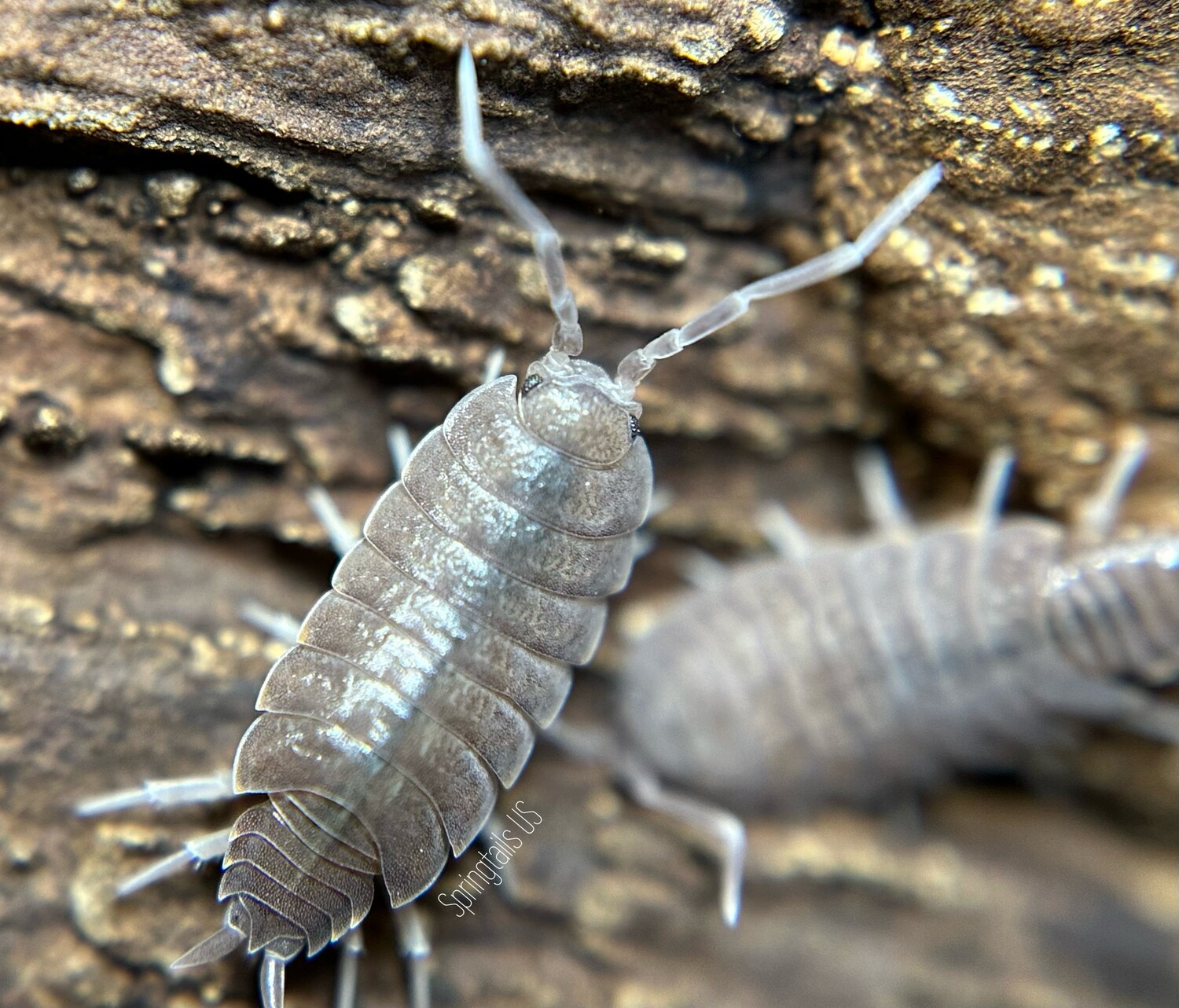 10ct Powder Blue Isopods (Porcellionides pruinosus)