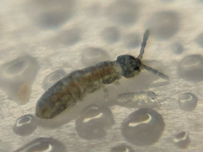100 Blue Podura Springtails (Proisotoma minuta)