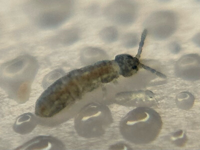 100ct Blue Podura Springtails (Proisotoma minuta)