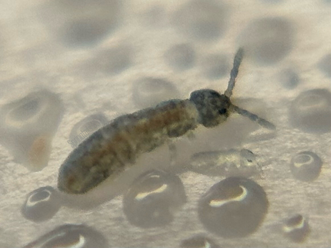 100 Blue Podura Springtails (Proisotoma minuta)