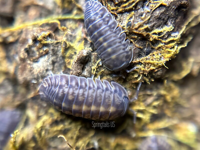 10ct Platin Tung Song Isopods (Cubaris sp)