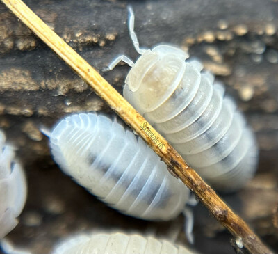 10ct Glacier Isopods (Cubaris murina)