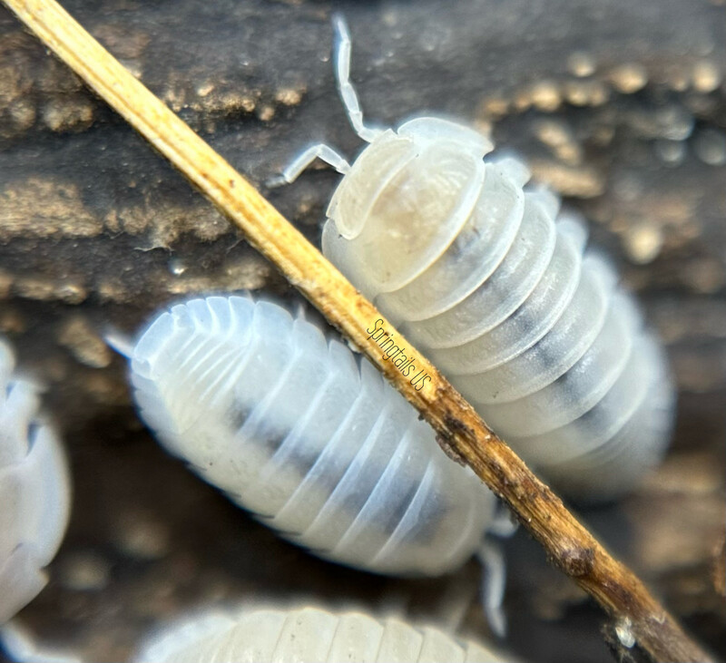 10ct Glacier Isopods (Cubaris murina) 10ct Glacier Isopods (Cubaris murina)