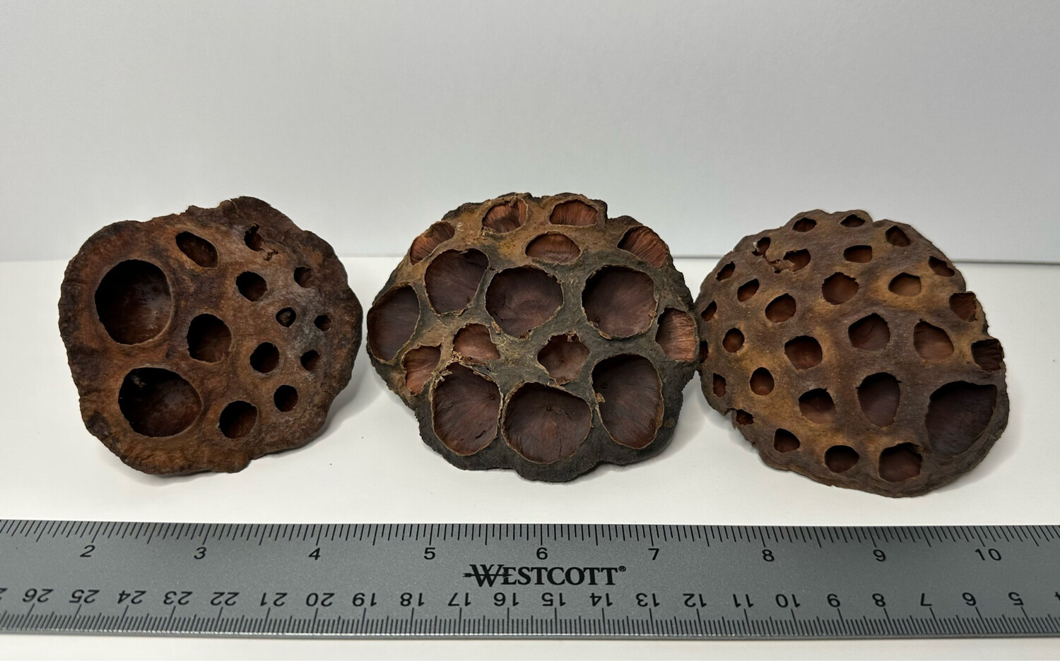 1pc Assorted Lotus Seed Pods