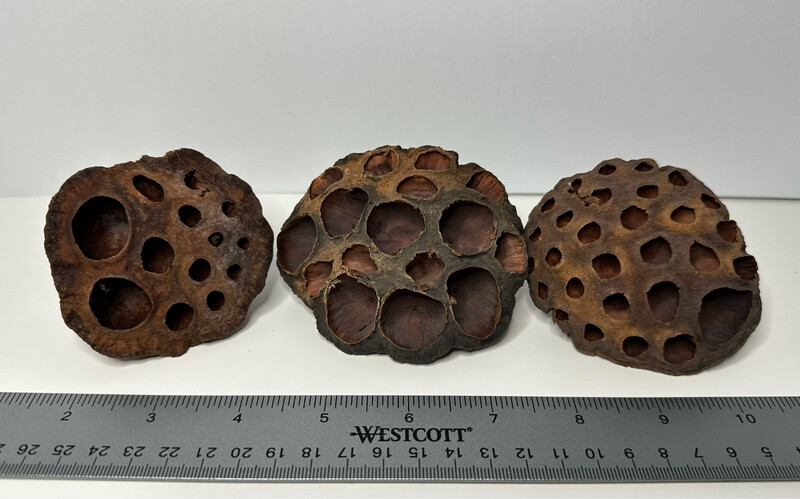 1pc Assorted Lotus Seed Pods