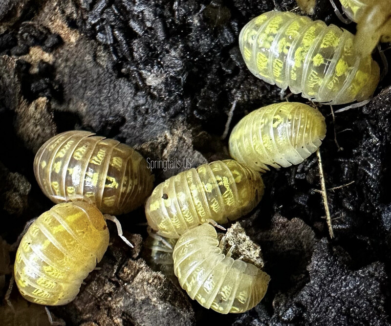 10ct T+ Albino Isopods (Armadillidium vulgare)