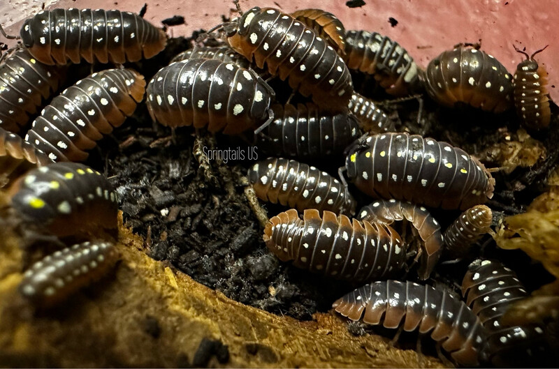 10ct Mixed Clown Isopods (Armadillidium klugii)