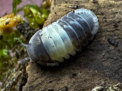 10ct Panda King Isopods (Cubaris sp)