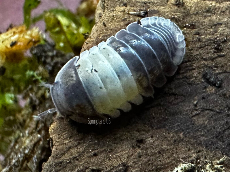 10ct Panda King Isopods (Cubaris sp)