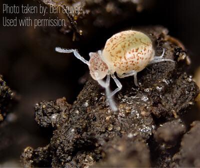  TruBlu Supply 300+ Live Large Springtails Colony + 15ct Dwarf  White Isopods (T. Tomentosa) Bio Active - 16oz : Pet Supplies