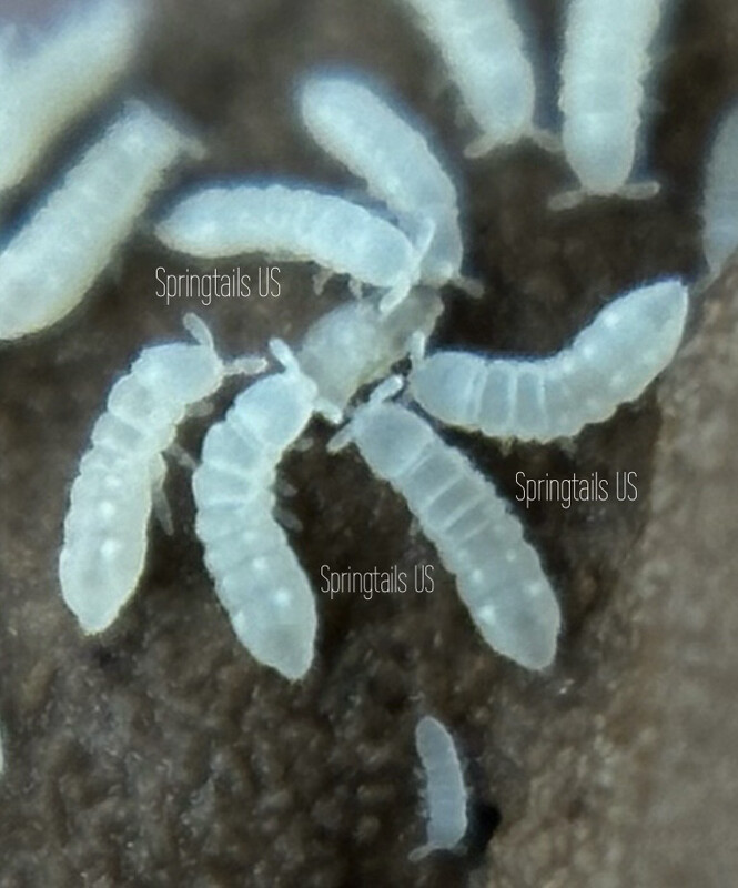 100 Little Soil Springtails “LSS” (Thalassaphorura encarpata)