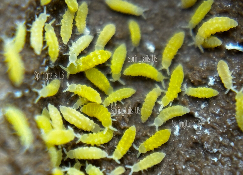 Springtails For Sale Live Arrival Guarantee