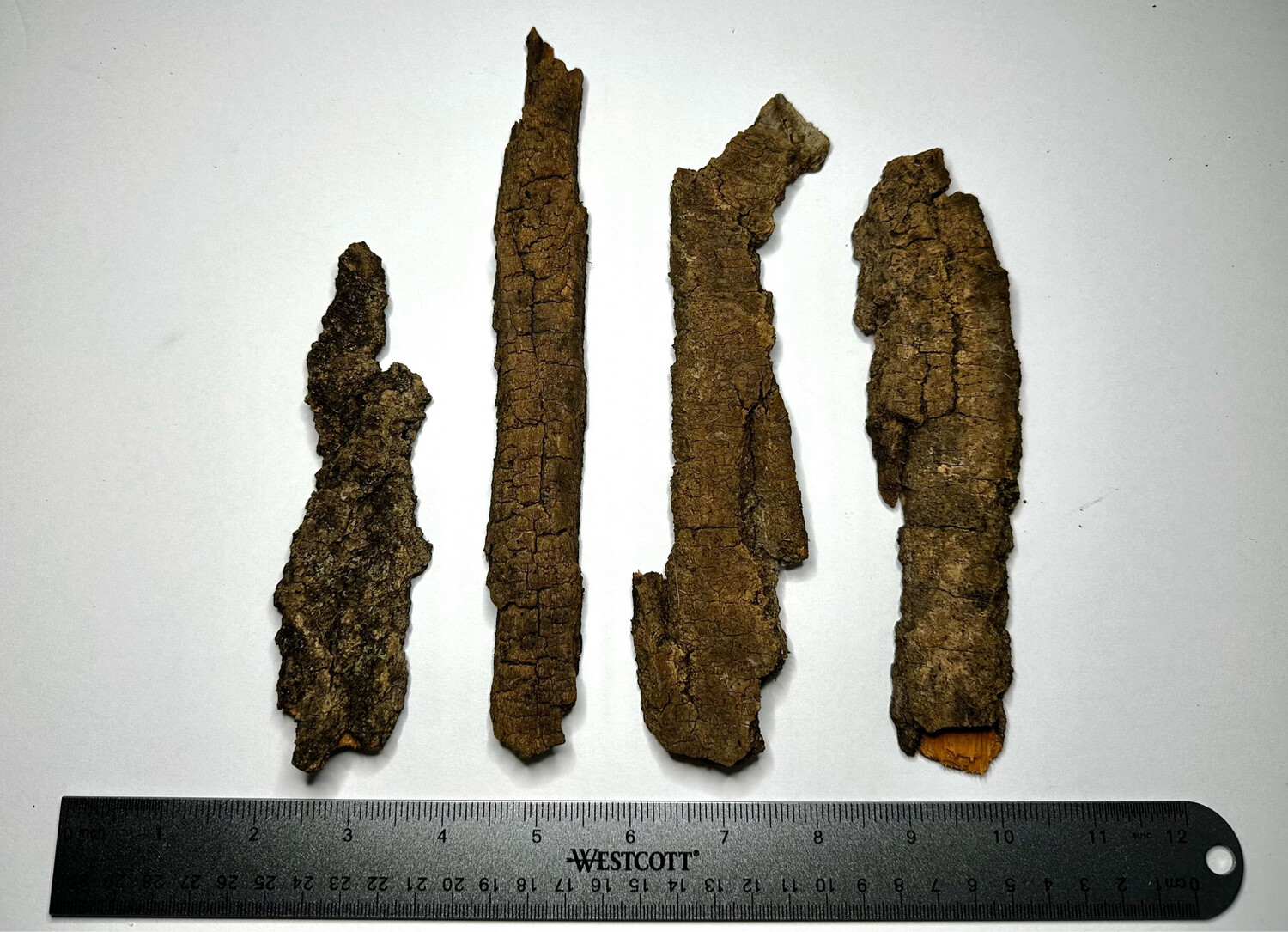 1pc Assorted Cottonwood Bark