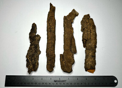 1pc Assorted Cottonwood Bark