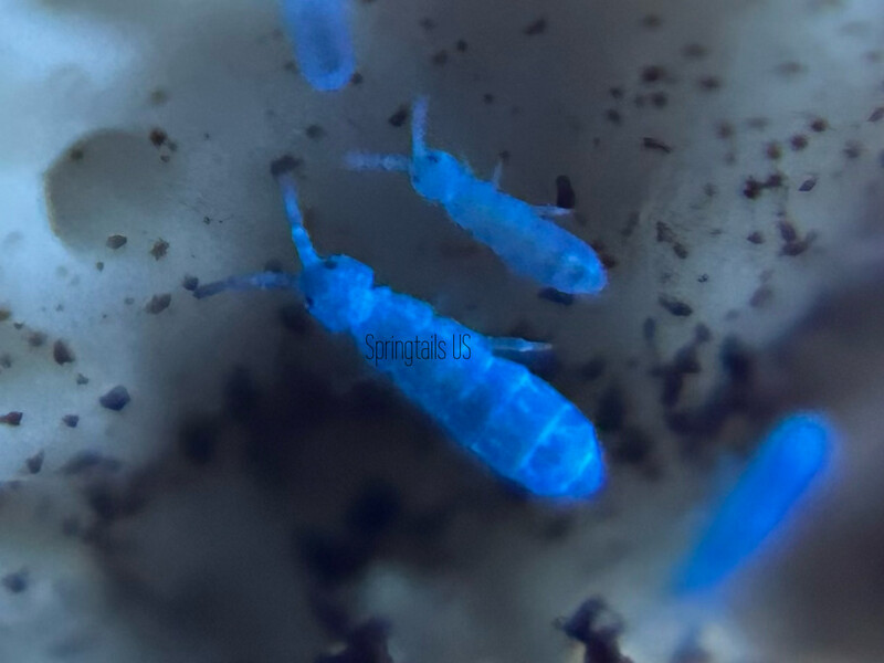50 Blue Velvet Springtails (Desoria trispinata) Chicago, IL Locality