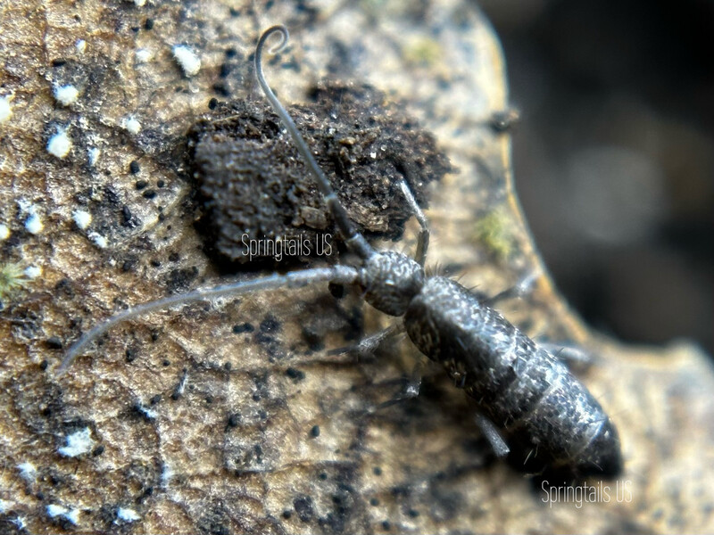 20 Giant Silver Bullet Springtails &quot;GSB&quot; (Pogonognathellus dubius)