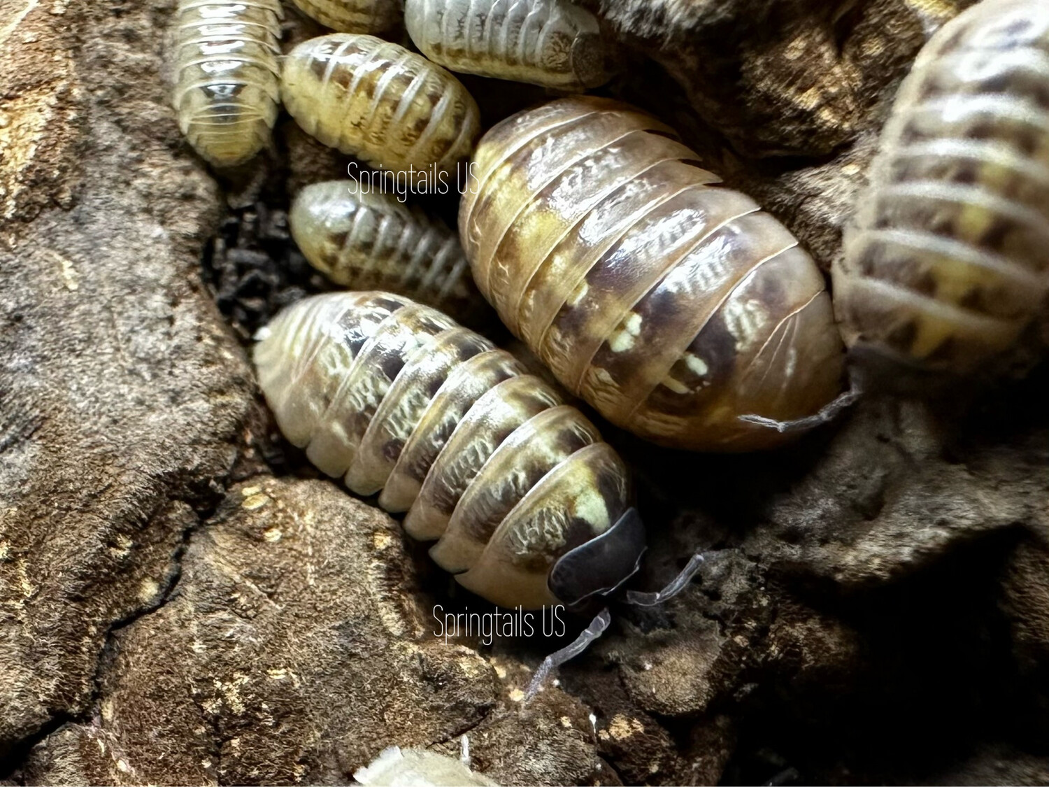 10ct Armadillidium vulgare “High Yellow”