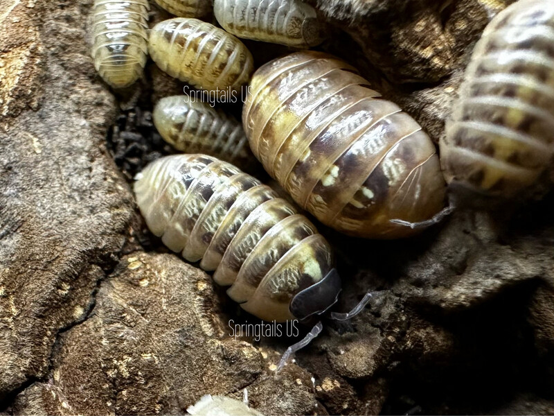 10ct Armadillidium vulgare “High Yellow” 10ct Armadillidium vulgare “High Yellow”