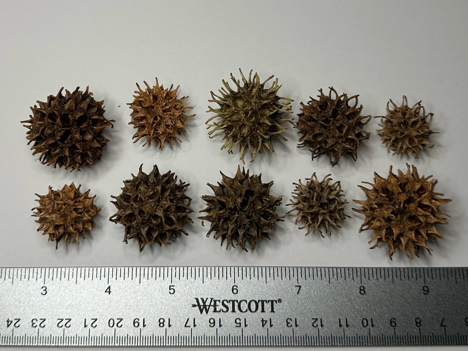 1pc Assorted Sweetgum Seed Pods