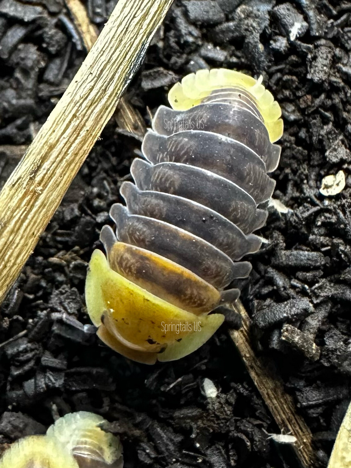 8ct Rubber Ducky Isopods (Cubaris sp)