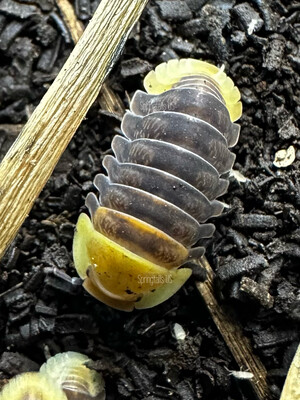 8ct Rubber Ducky Isopods (Cubaris sp)