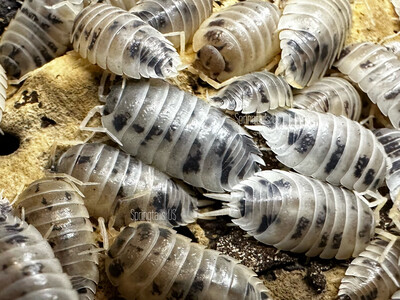 10ct Dairy Cow Isopods (Porcellio laevis)