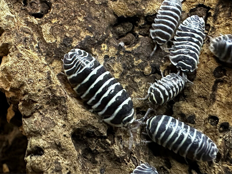 10ct Zebra Isopods (Armadillidium maculatum)