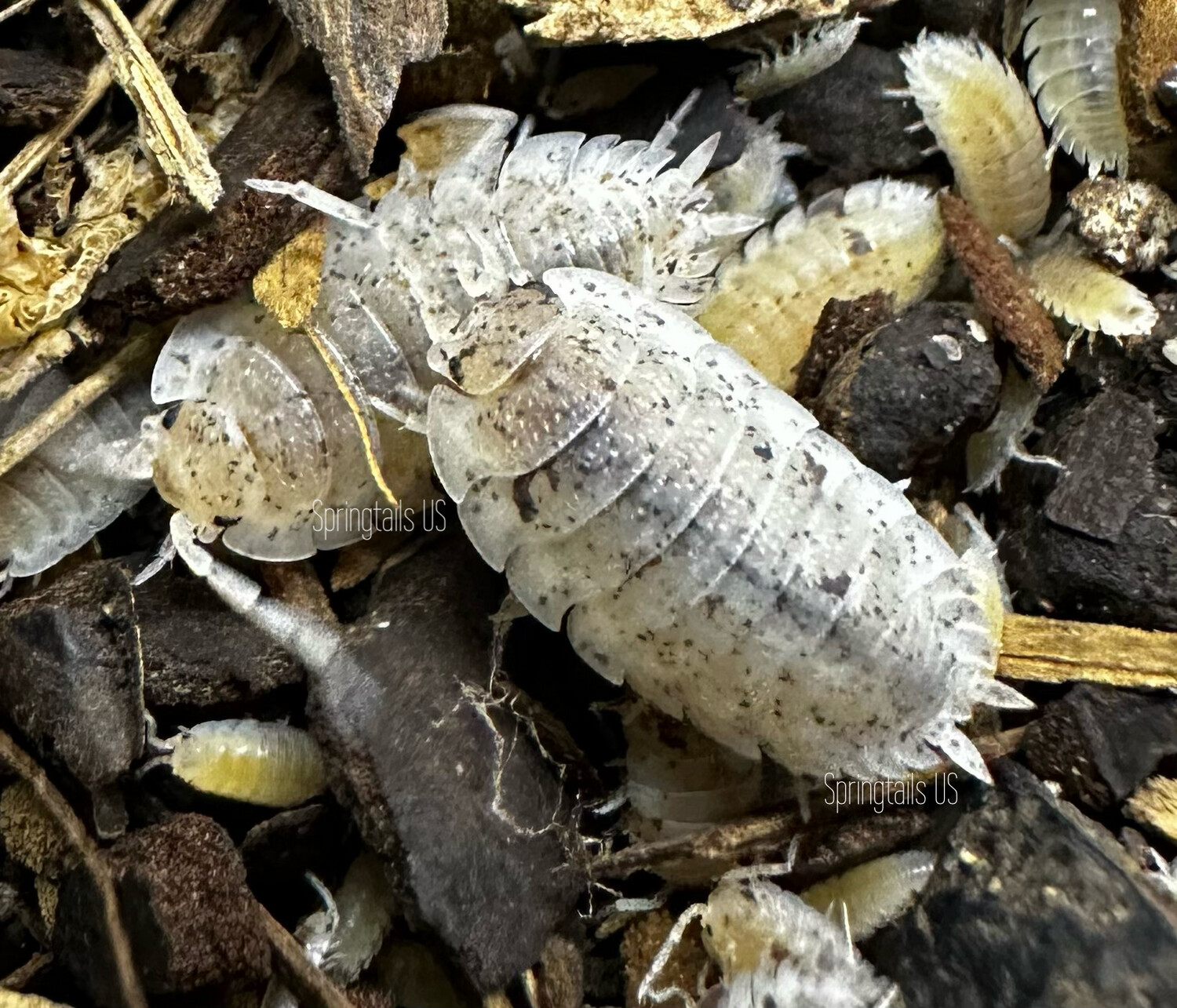 10ct Dalmatian Isopods (Porcellio scaber)