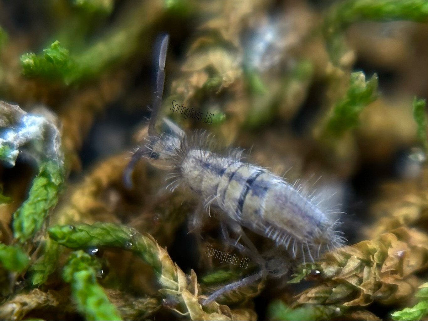 50 Cotton Springtails (Entomobrya unostrigata)