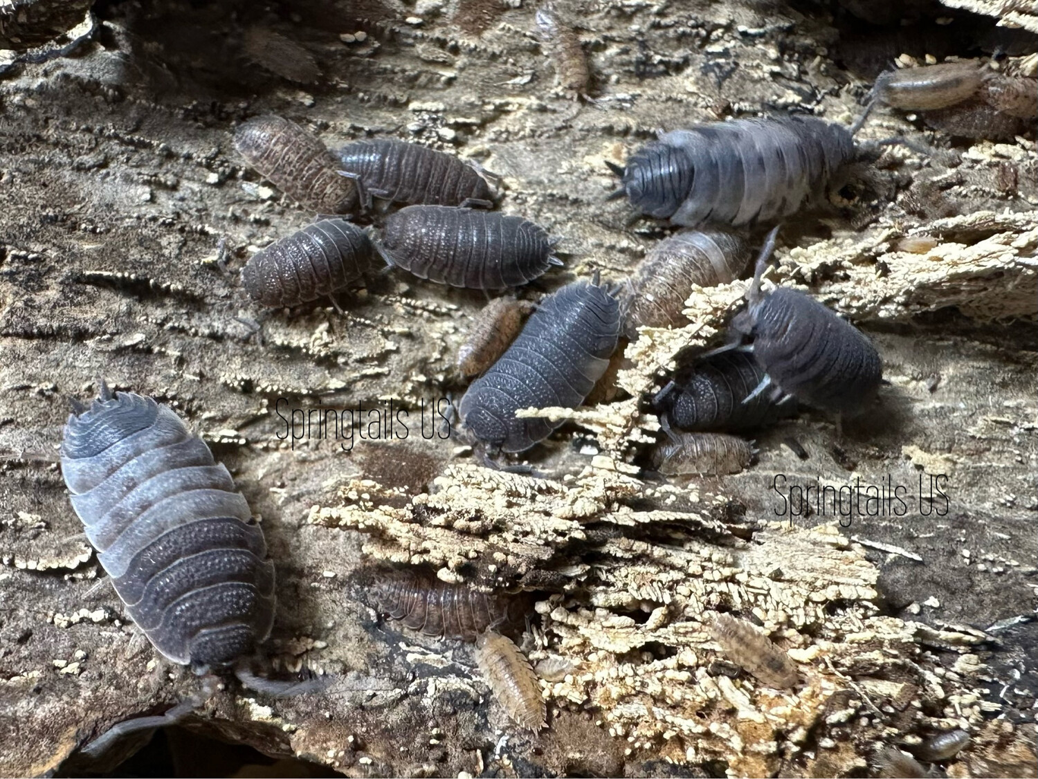 10ct Skewbald Tri Isopods (Porcellio scaber)