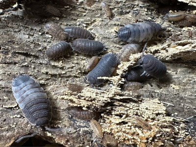 10ct Skewbald Tri Isopods (Porcellio scaber)