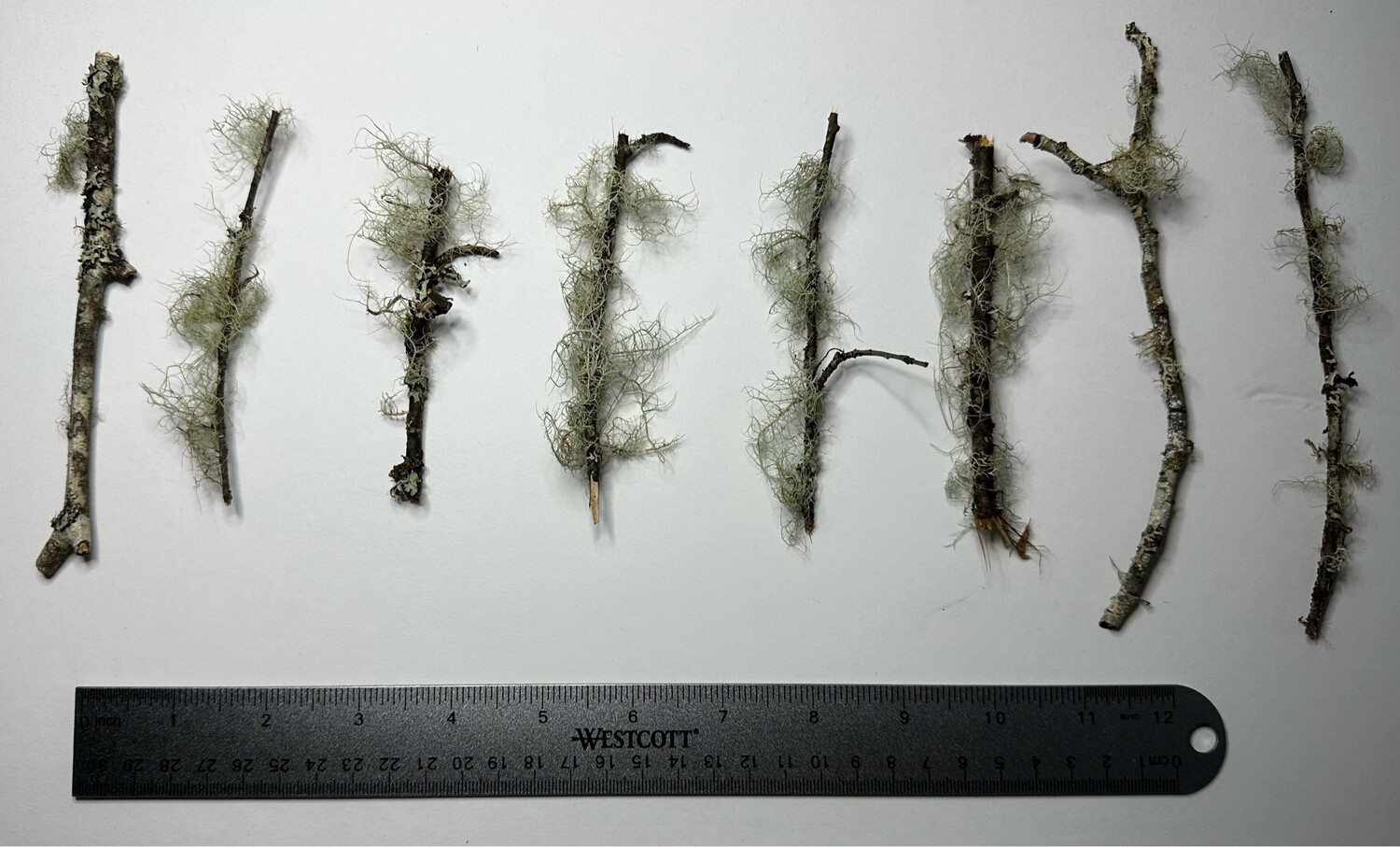 1pc Assorted Lichen Twigs