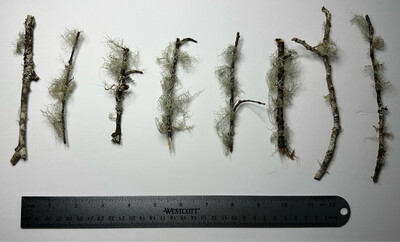 1pc Assorted Lichen Twigs