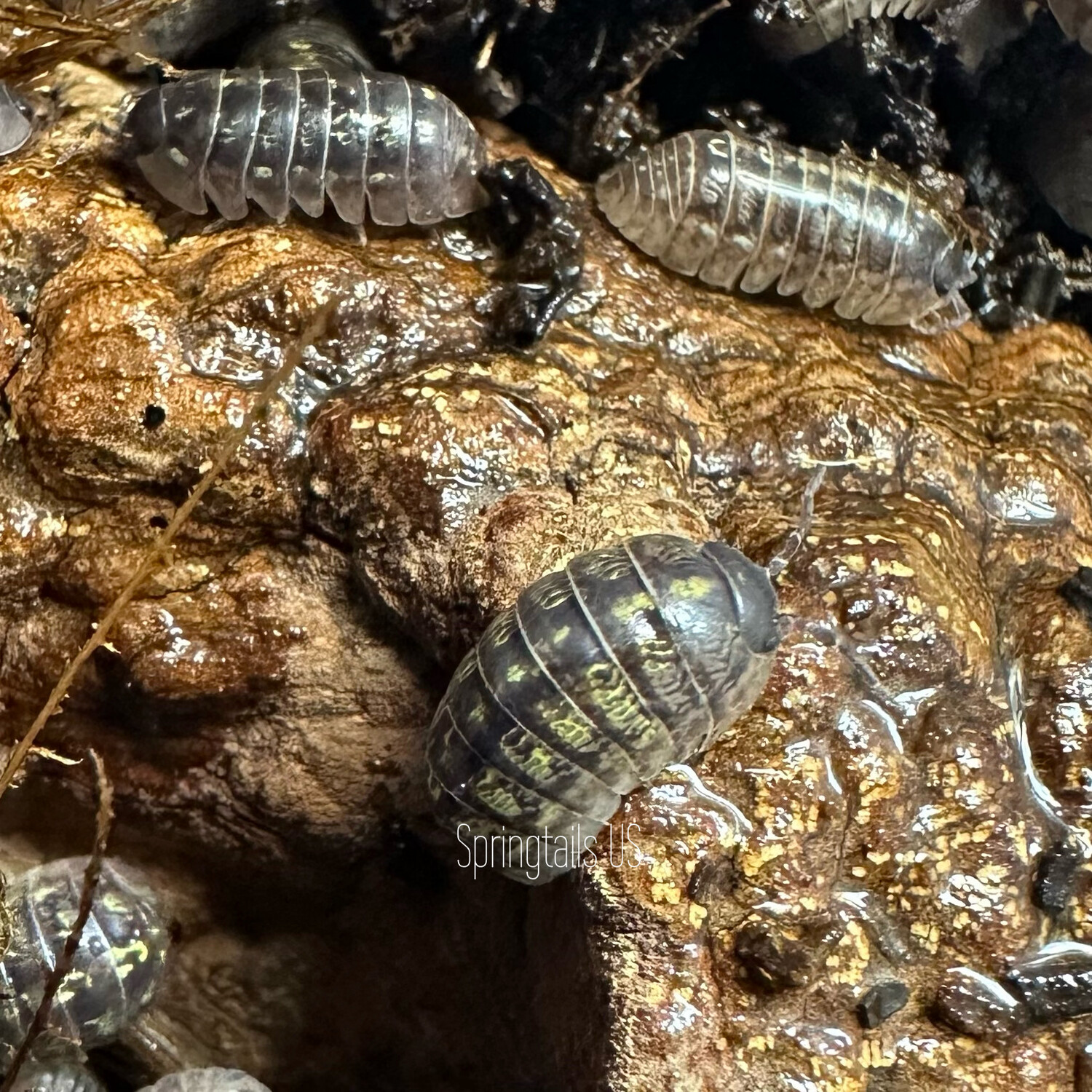 10ct Armadillidium vulgare (Peru, IL Locale Wild Type)