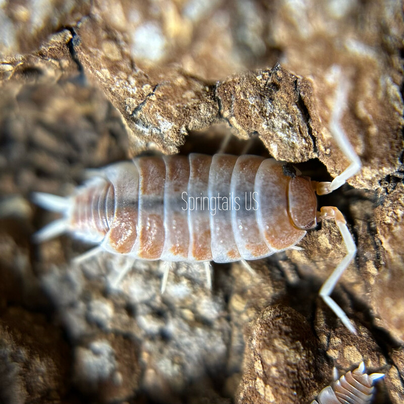 10ct Orange Cream Isopods (Porcellionides pruinosus)