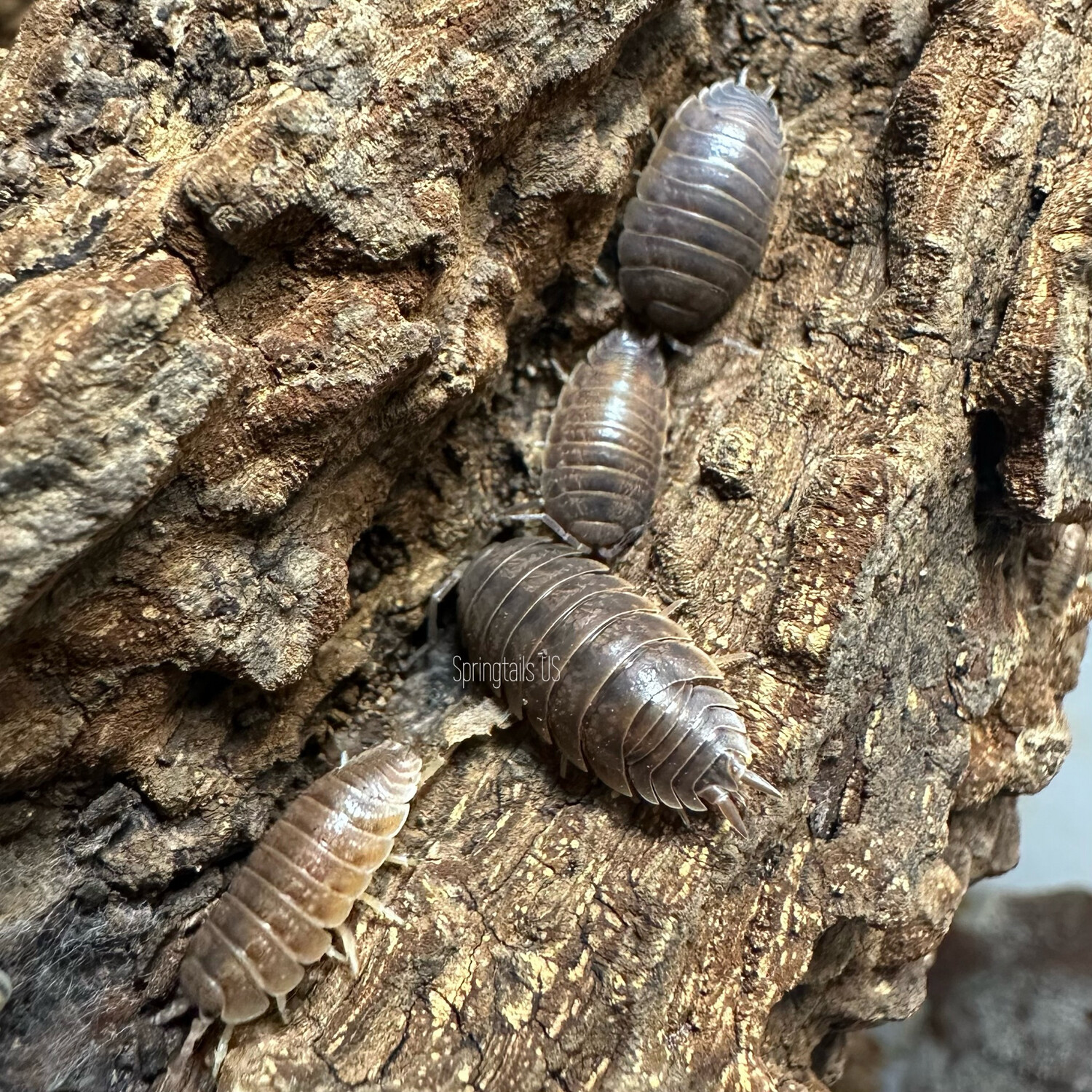 10ct Caramel Isopods (Porcellio laevis)