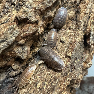 10ct Caramel Isopods (Porcellio laevis)