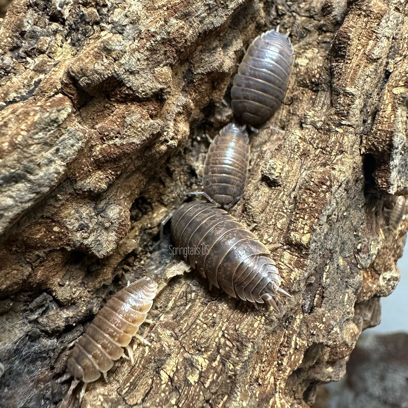 10ct Caramel Isopods (Porcellio laevis)