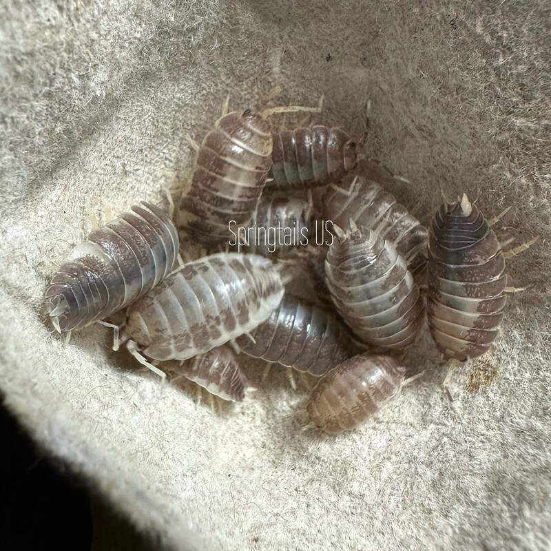 10ct Milkback Isopods (Porcellio laevis) 10ct Milkback Isopods (Porcellio laevis)