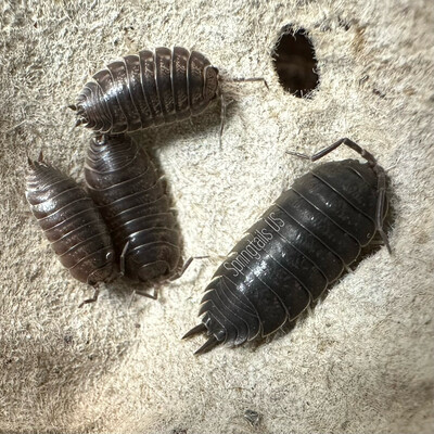 10ct Porcellio laevis “Wild Type”
