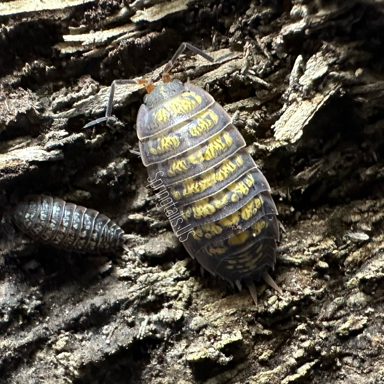 10ct Big Pine Key Isopods (Porcellionides cf. virgatus)