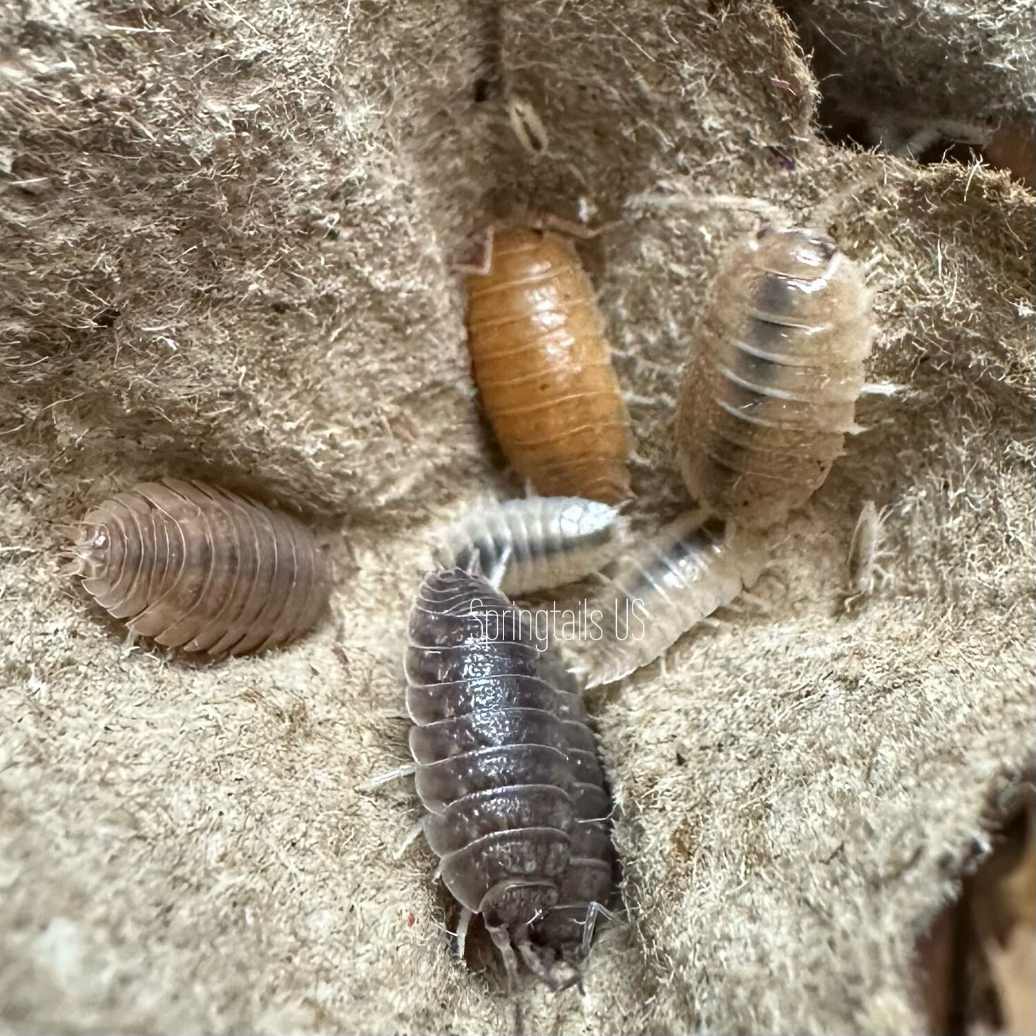 10ct California Mix Isopods (Porcellio laevis)