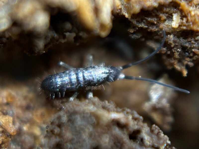25 Tomocerus vulgaris