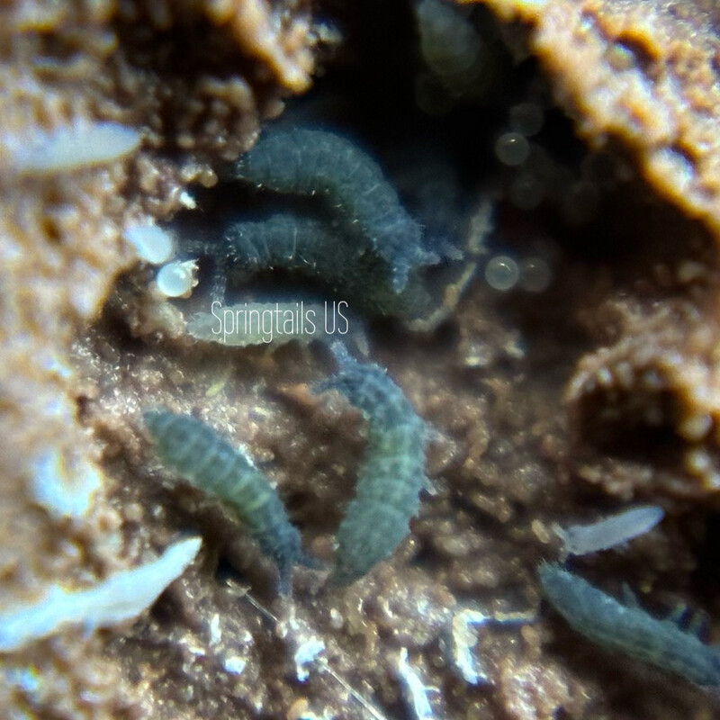 50 Tiny Blue Springtails (Hypogastruridae sp) Lake Keystone, OK Locale