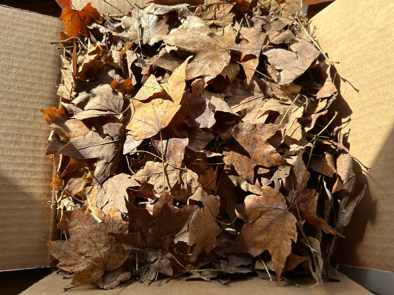 Bulk Box Sugar Maple Leaf Litter FREE SHIPPING (12x12x12in Box Stuffed Full)