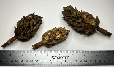 1pc Assorted Magnolia Seed Pods