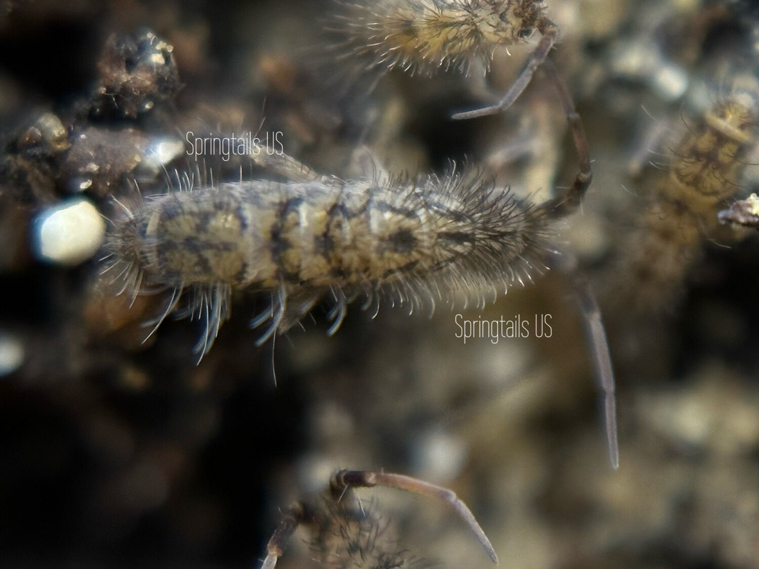 25 Woolly Mammoth Springtails (Orchesella villosa) Chicago, IL Locality